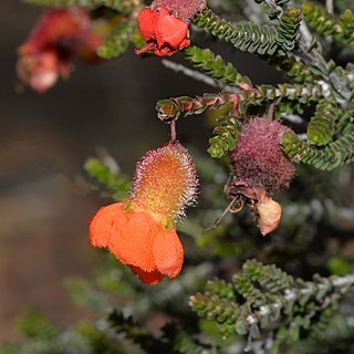 Cheyniana microphylla unspecified picture