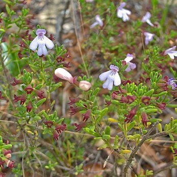 Clinopodium ashei unspecified picture