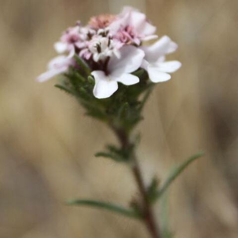 Calycadenia multiglandulosa unspecified picture