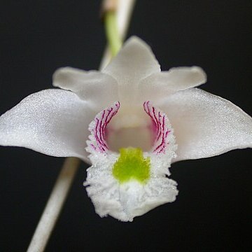 Dendrobium clavator unspecified picture