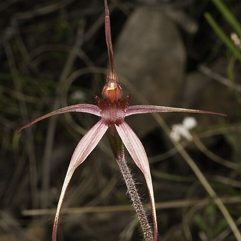 Caladenia orestes unspecified picture