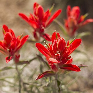 Castilleja integra unspecified picture