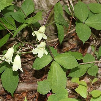 Clematis tosaensis unspecified picture