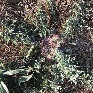 Centaurea amblensis unspecified picture