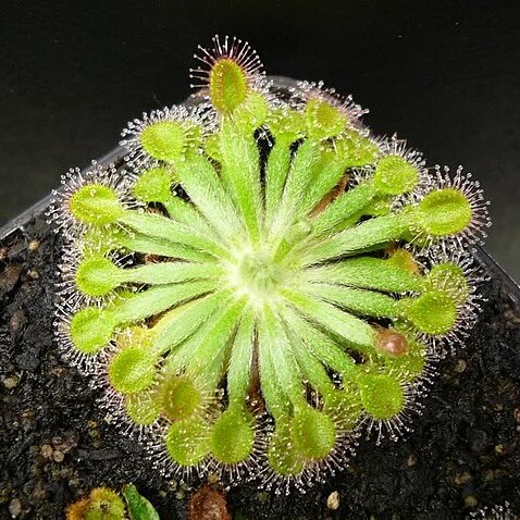 Drosera darwinensis unspecified picture