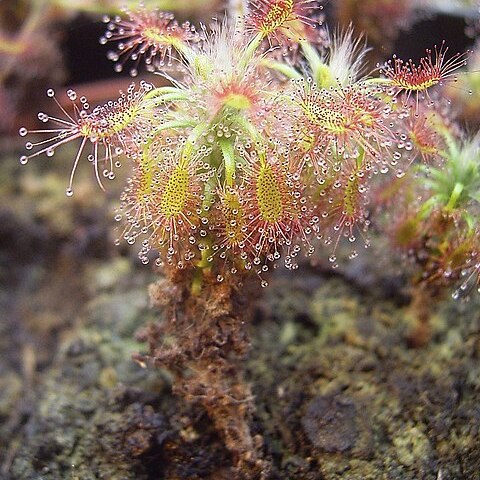 Drosera lasiantha unspecified picture