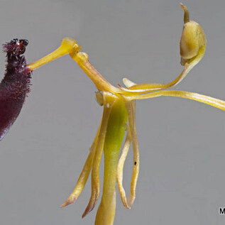 Drakaea thynniphila unspecified picture