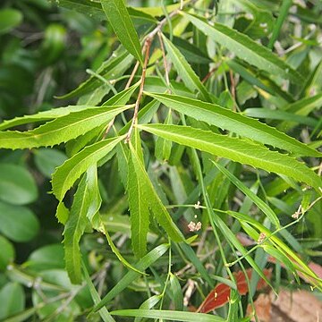 Denhamia celastroides unspecified picture