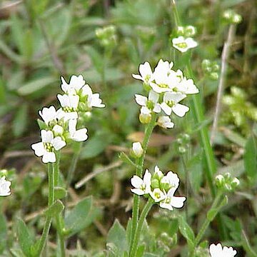 Draba lanceolata unspecified picture