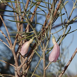 Eremophila dalyana unspecified picture