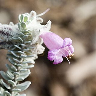 Eremophila punicea unspecified picture