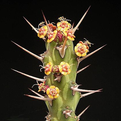 Euphorbia actinoclada unspecified picture