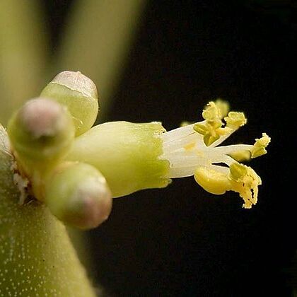 Euphorbia plagiantha unspecified picture