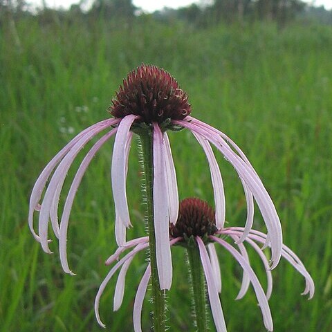 Echinacea simulata unspecified picture