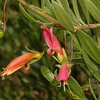 Eremophila denticulata unspecified picture