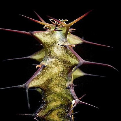 Euphorbia dauana unspecified picture