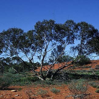 Eucalyptus mannensis unspecified picture