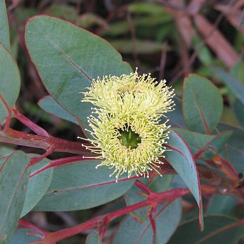 Eucalyptus preissiana unspecified picture