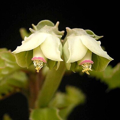 Euphorbia biselegans unspecified picture