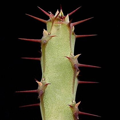 Euphorbia malevola unspecified picture