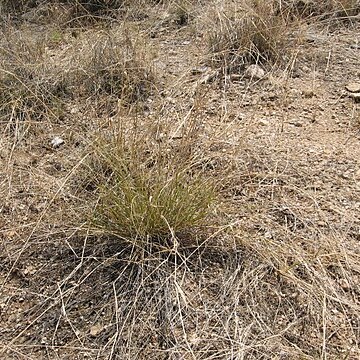 Eragrostis lehmanniana unspecified picture