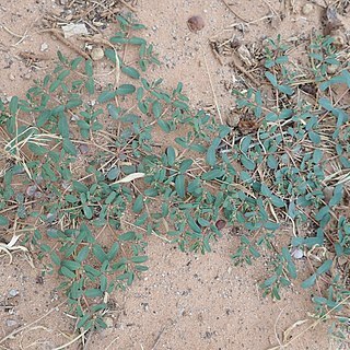 Euphorbia glyptosperma unspecified picture