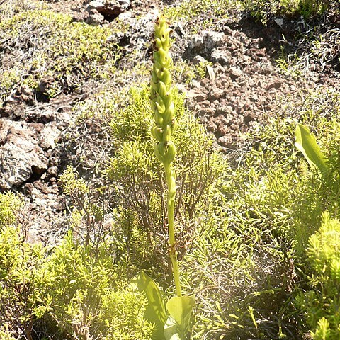 Platanthera micrantha unspecified picture