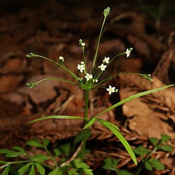 Pternopetalum tanakae unspecified picture