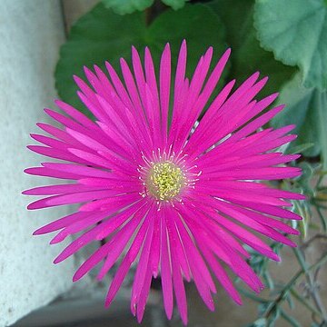 Lampranthus coccineus unspecified picture