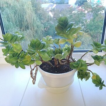 Kalanchoe crundallii unspecified picture