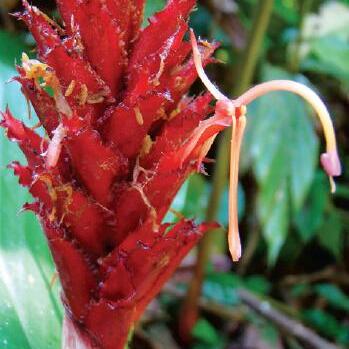 Larsenianthus assamensis unspecified picture