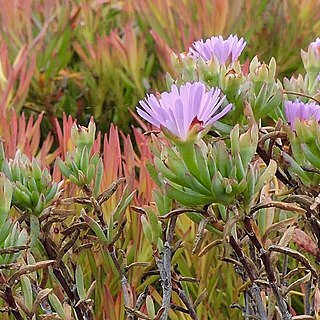 Lampranthus aestivus unspecified picture