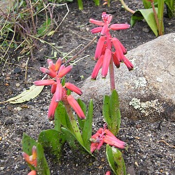 Lachenalia bulbifera unspecified picture