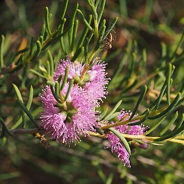 Melaleuca ctenoides unspecified picture