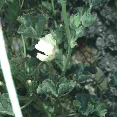 Malva agrigentina unspecified picture