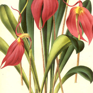 Masdevallia coccinea unspecified picture