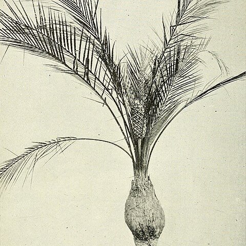 Macrozamia platyrhachis unspecified picture