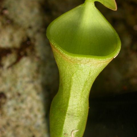 Nepenthes campanulata unspecified picture