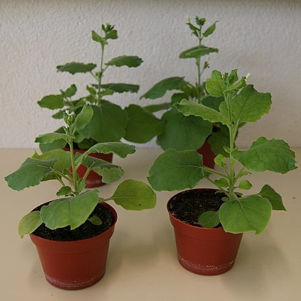 Nicotiana benthamiana unspecified picture