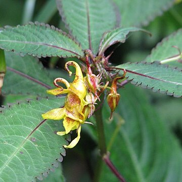 Impatiens stenantha unspecified picture