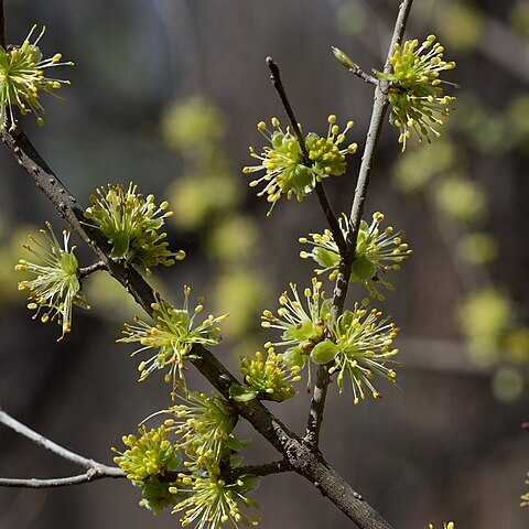 Forestiera acuminata unspecified picture