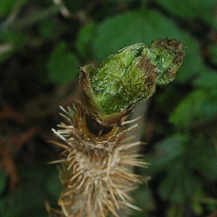 Oplopanax elatus unspecified picture