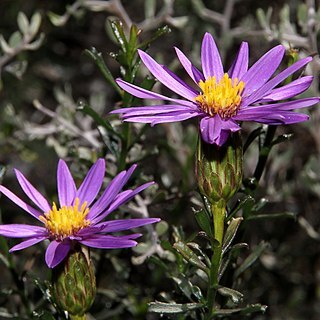 Olearia magniflora unspecified picture