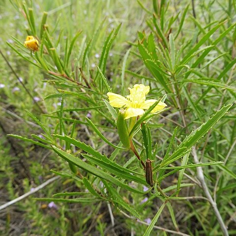 Oenothera berlandieri unspecified picture