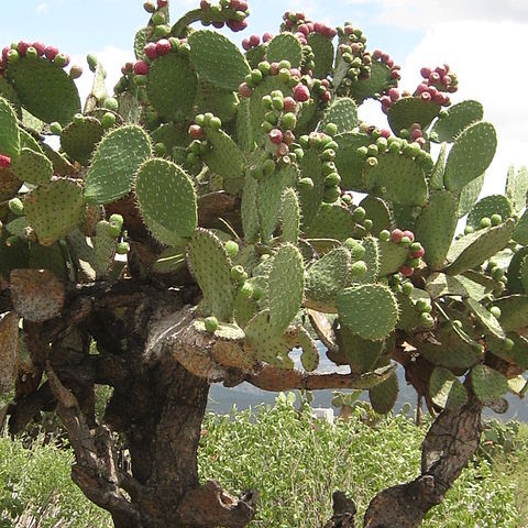 Opuntia streptacantha unspecified picture