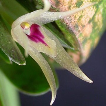 Octomeria estrellensis unspecified picture