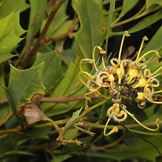 Grevillea angulata unspecified picture