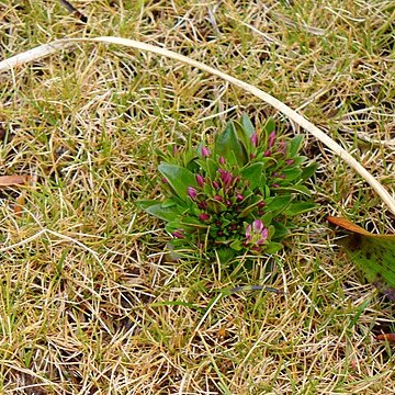 Gentianella antarctica unspecified picture