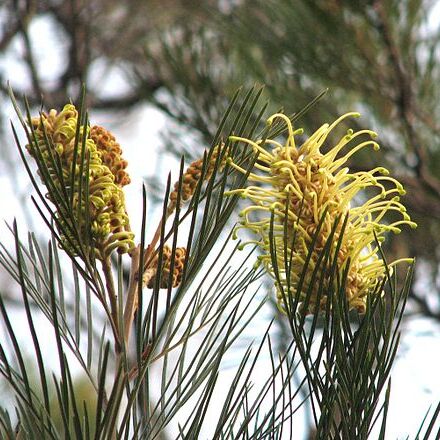 Grevillea whiteana unspecified picture