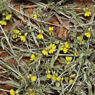 Goodenia mueckeana unspecified picture